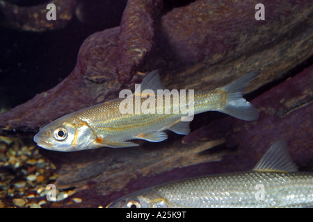 Vairone, Telestes, Souffie (Leuciscus Souffia) Stockfoto