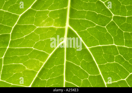 Nahaufnahme von fleischigen Blätter von hinten angestrahlt Stockfoto