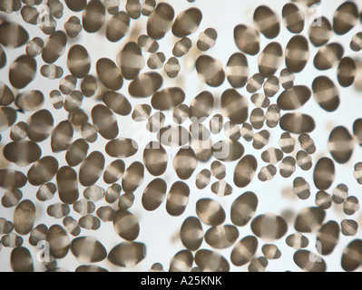 Pollen von Tannenbäumen Stockfoto