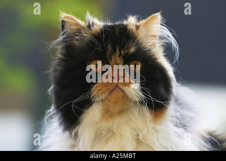 Hauskatze, Hauskatze, Perser (Felis Silvestris F. Catus), Jungtier Stockfoto