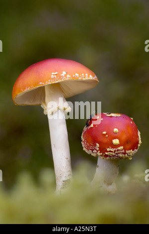 Fliegenpilz (Amanita Muscaria), Fruchtbildung Körper, Großbritannien, Schottland, Cairngorm National Park Stockfoto