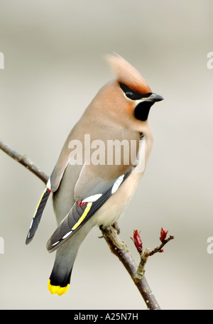 Böhmische Seidenschwanz (Bombycilla Garrulus), sitzt auf einem Zweig, Großbritannien, Schottland, Highlands Stockfoto