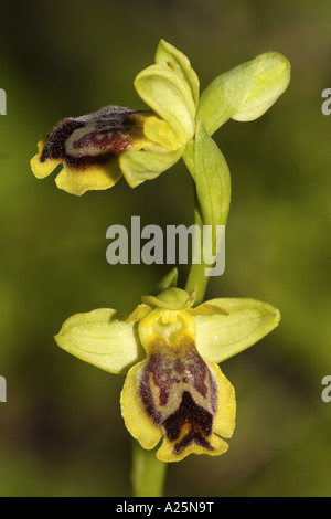 gelbe Biene Orchidee (Ophrys Lutea SSP Galilaea), Blüten, Türkei, an der Ägäis Stockfoto