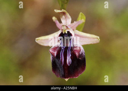 frühen Spider Orchid (Ophrys Mammosa), Detail der Blüte, Türkei, Bafasee Stockfoto