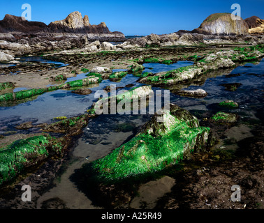 Gezeiten Sie-Pools bei Ebbe im Seal Rock State Park an der Central Oregon Küste angezeigt Stockfoto