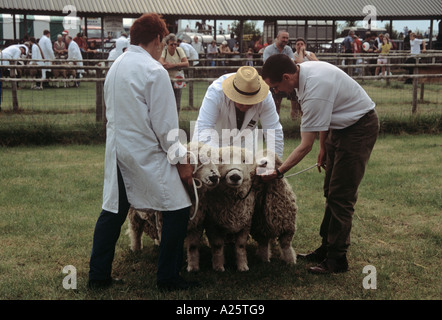 GREYFACED DARTMOOR Schafe beurteilt in der seltenen Rassen-Klasse in Anglesey County Show Gwalchmai Anglesey North Wales UK Stockfoto