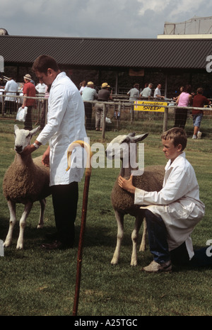 BLAUE LEICESTER konfrontiert Schafe warten auf Anglesey County Show beurteilt werden.  Gwalchmai Anglesey Wales UK Stockfoto