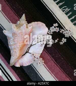 Muschelschale und Kirschblüte auf gestreiften Stoff Stockfoto