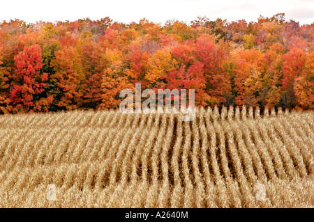 Maisernte im Herbst Farbe in der Nähe von Cadillac Michigan MI Stockfoto