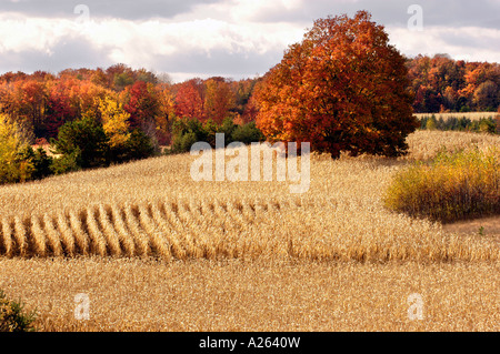 Maisernte im Herbst Farbe in der Nähe von Cadillac Michigan MI Stockfoto