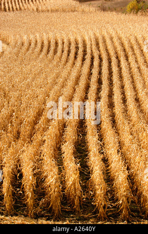 Reife Kornfeld in der Nähe von Cadillac Michigan MI Stockfoto