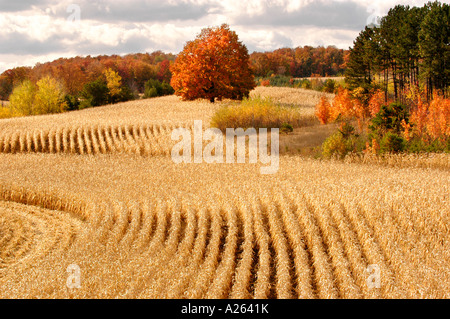 Maisernte im Herbst Farbe in der Nähe von Cadillac Michigan MI Stockfoto