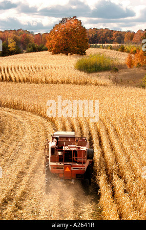 Maisernte im Herbst Farbe in der Nähe von Cadillac Michigan MI Stockfoto