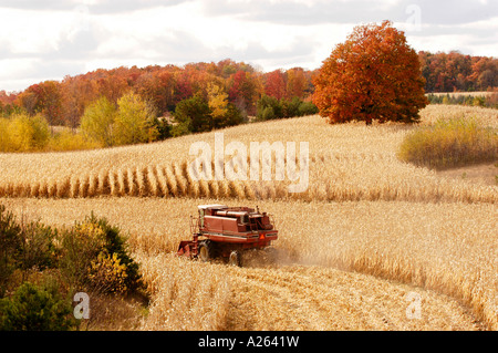 Maisernte im Herbst Farbe in der Nähe von Cadillac Michigan MI Stockfoto