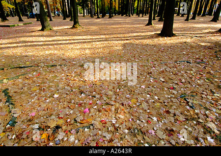 Scenic fall colors near Elkhart Indiana IN Stockfoto