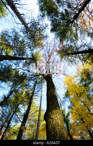 Scenic fall colors near Elkhart Indiana IN Stockfoto