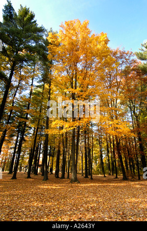 Scenic fall colors near Elkhart Indiana IN Stockfoto
