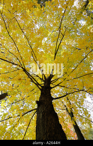 Scenic fall colors near Elkhart Indiana IN Stockfoto