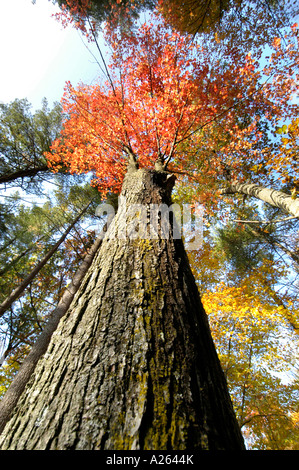 Scenic fall colors near Elkhart Indiana IN Stockfoto