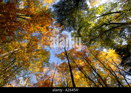 Scenic fall colors near Elkhart Indiana IN Stockfoto