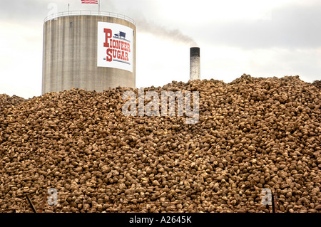 Zuckerrüben werden in Zucker im Prozess Pionier Zuckerfabrik in Croswell Michigan MI verarbeitet. Stockfoto