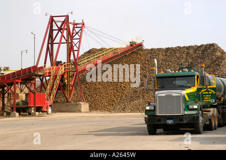 Zuckerrüben werden in Zucker im Prozess Pionier Zuckerfabrik in Croswell Michigan MI verarbeitet. Stockfoto