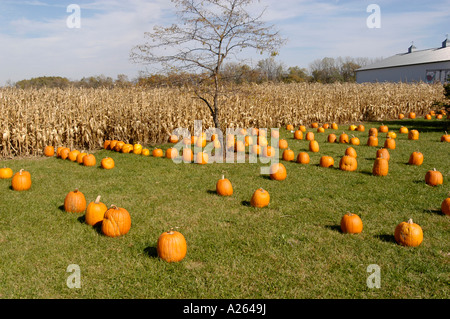 Herbst Herbst Kürbis zeigen vor allem Verwendung für Halloween-Kunst Stockfoto