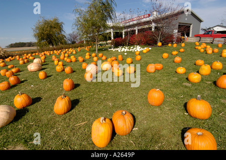 Herbst Herbst Kürbis zeigen vor allem Verwendung für Halloween-Kunst Stockfoto