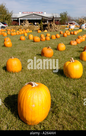 Herbst Herbst Kürbis zeigen vor allem Verwendung für Halloween-Kunst Stockfoto