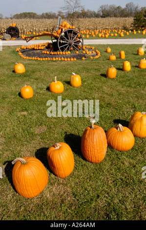 Herbst Herbst Kürbis zeigen vor allem Verwendung für Halloween-Kunst Stockfoto