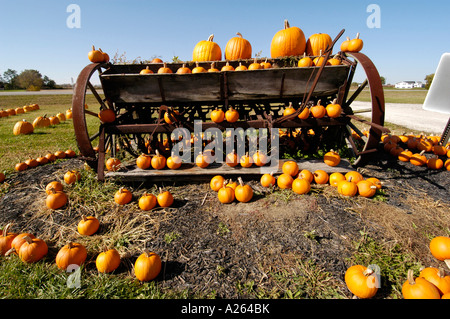 Herbst Herbst Kürbis zeigen vor allem Verwendung für Halloween-Kunst Stockfoto