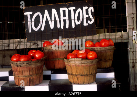 Vier arrangierte fein säuberlich Körbe mit selbst angebauten Tomaten sitzen auf einem Regal warten auf einem Stand am Straßenrand im ländlichen Osten von Texas verkauft werden Stockfoto