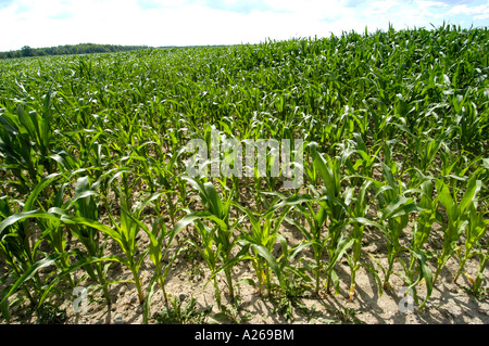 Mais-Feld in der Nähe von Rochester Minnesota MN Stockfoto