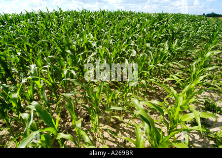 Mais-Feld in der Nähe von Rochester Minnesota MN Stockfoto