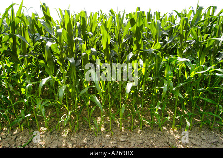 Mais-Feld in der Nähe von Rochester Minnesota MN Stockfoto