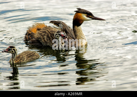 Great Crested Grebe-Familie Stockfoto