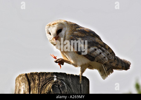 Fütterung der Schleiereule Stockfoto