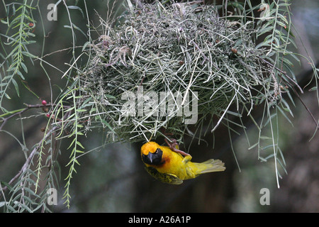 Spekes Weaver - Ploceus spekei Stockfoto