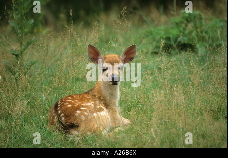 Sika Hirsch Cervus Nippon auf dem Boden liegend lange Gras und ein direkter Blick in das Objektiv der Kamera in UK England Europa Stockfoto