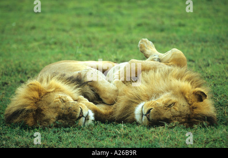 Löwe Panthera Leo A paar männlichen afrikanischen Löwen auf dem Boden schlafen mit ihren Pfoten auf einander und Füße in der Luft liegen Stockfoto