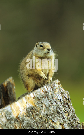 Richardsons Ziesel Spermophilus Richardsonii sitzen am Ende einer Schnittholz aus Baumstumpf in Yellowstone Stockfoto