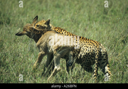 Gepard Acinonyx Jubatus, indem ein Kill ein GNU Kalb greifen sie an der Kehle auf dem Serengeti in Tansania Stockfoto