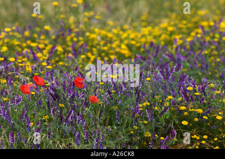 Wildblumenwiese Provence gelb lila und rote Blumen Provence Frankreich Stockfoto