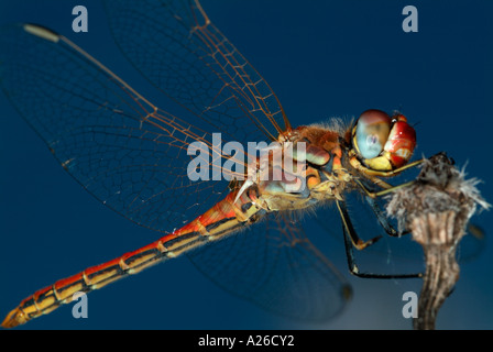 Vagrant Darter Libelle Sympetrum Vulgatum ruht auf Stammzellen gegen blauen Himmel BackgroundProvence Frankreich Stockfoto