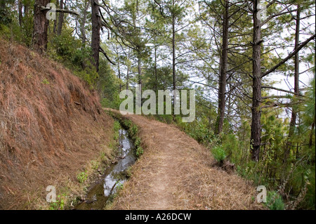 Ein Weg durch den Wald in Bhutan Stockfoto