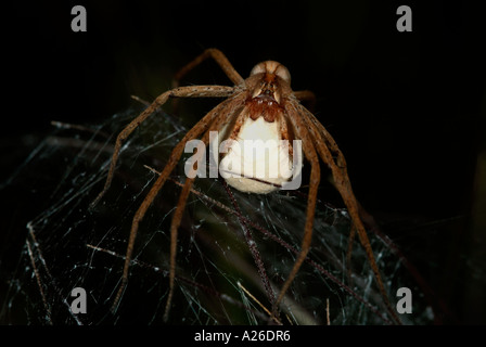 Jagd Spinne Pisaura Mirabilis Wolfspinne weibliche tragen Ei Sac Provence Frankreich Stockfoto