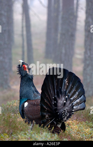 Anzeigen von männlichen Auerhahn am Lek Standort Pine Forest Highlands Schottland april Stockfoto