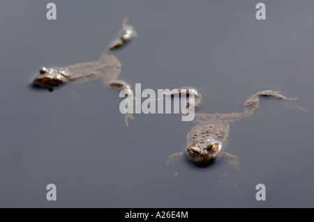 gemeinsamen Kröten Bufo Bufo in einem schottischen man Stockfoto