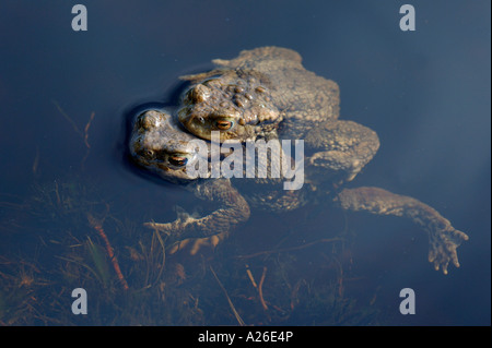 gemeinsamen Kröte Bufo Bufo Loch Mallachie Highlands Schottland März Stockfoto