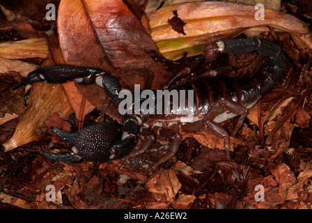 Indischen schwarzen Riesenskorpion Heterometrus Swammerdami Indien Stockfoto